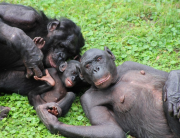 Bonobo Ape - Our Closest Relative (Nature Documentary)
